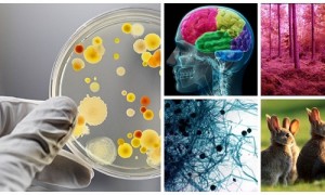 Al Jahiz, Ilmuwan Biologi Muslim
